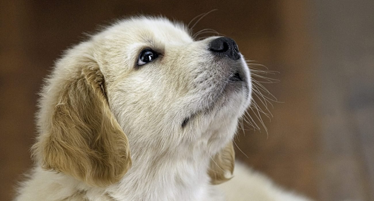 A closeup shot of an adorable golden retriever puppy looking up with a blurred background