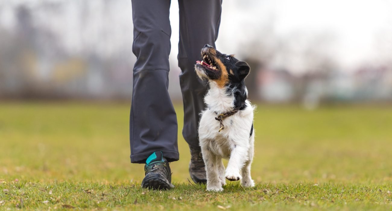 perfect heelwork with a obedient Jack Russell Terrier dog. Sport training and education.